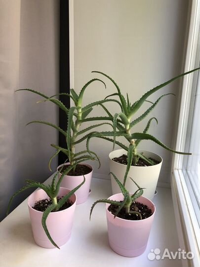 Комнатные растения