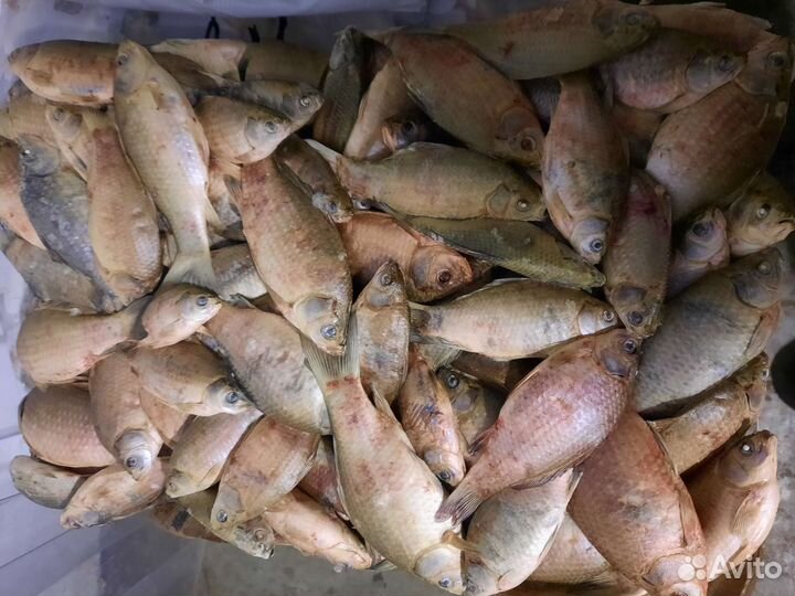 Рыба карась на корм животным