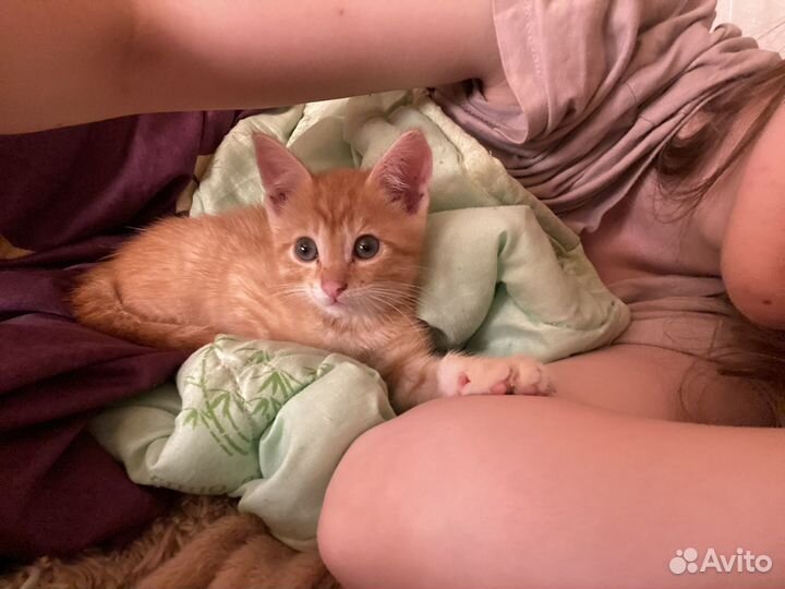 Кошка в дар бесплатно