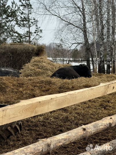 Быки абердин ангус
