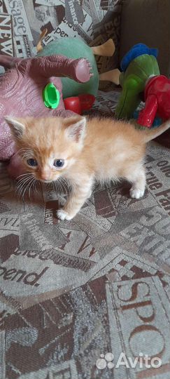 Рыжий котенок