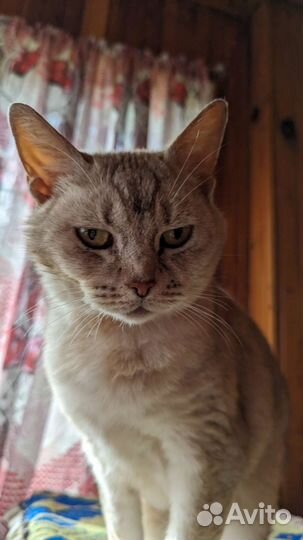Котик в добрые руки