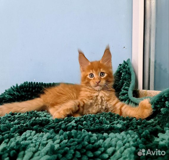 Рыжее солнышко