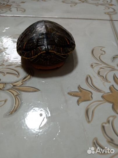 Красноухая черепаха маленькая