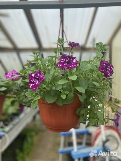 Однолетние цветы, калибрахоа, овощные культуры