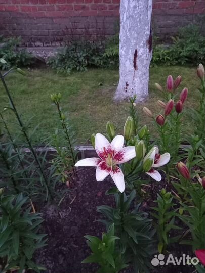 Лилия,ирис,очиток,гвоздика,хоста