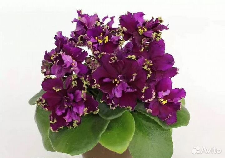 Фиалки сортовые детками