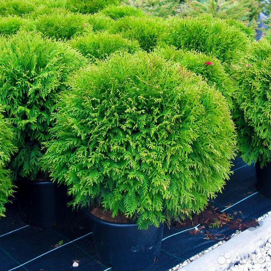 Туя западная 