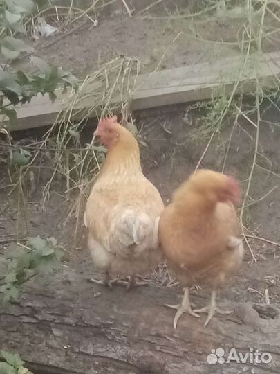 Цыплята, Руанские утята