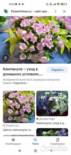 Кампанула махровая и обычная