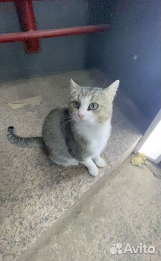 Кот в добрые руки