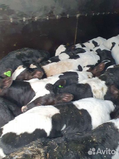 Бычки телята