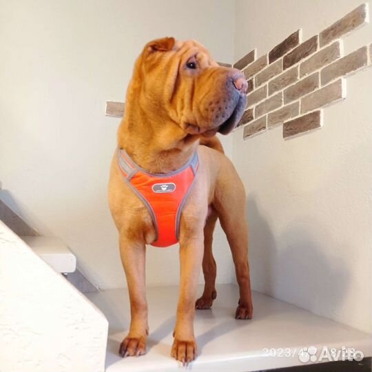 Шарпей вязка