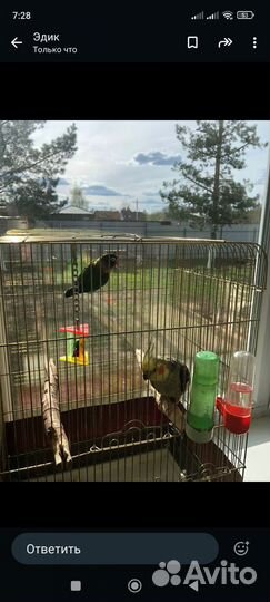 Попугай пара с клеткой