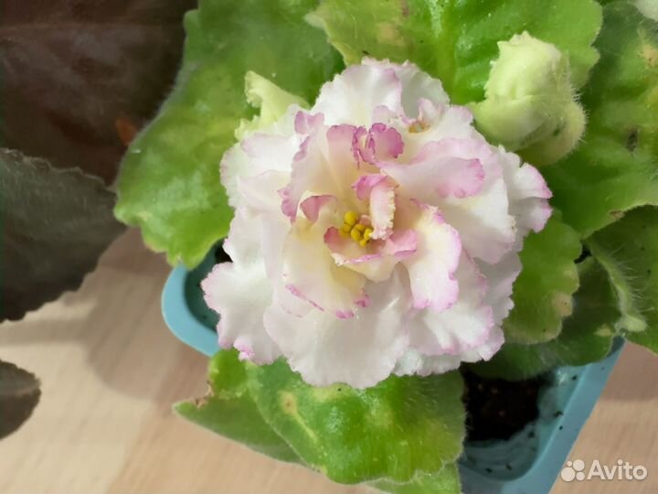 Фиалки детки сортовые