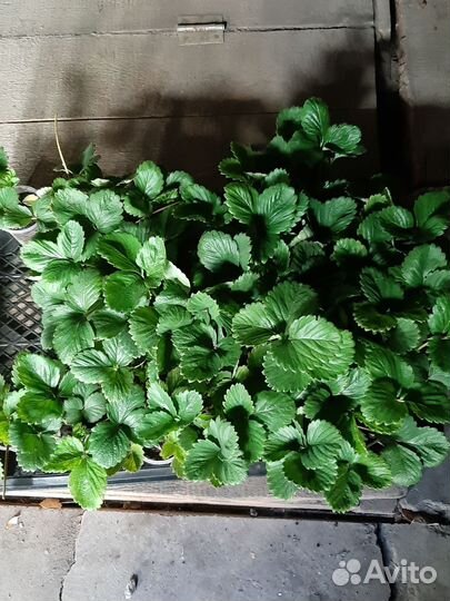 Рассада клубники