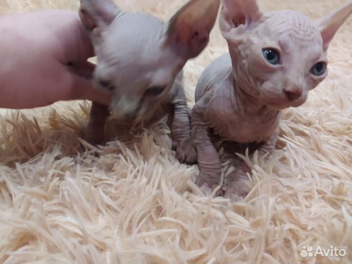 Канадский сфинкс котенок мальчик