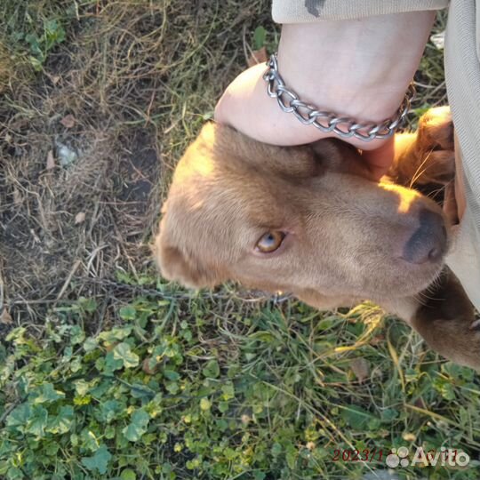 Отдам собаку в добрые руки Девочка