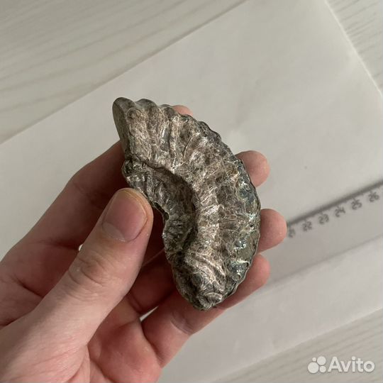 Запчасти от аммонитов, аммониты, окаменелости