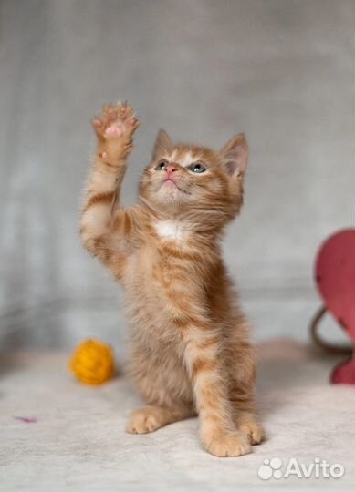 Рыжий котенок в добрые руки