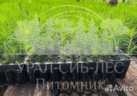 Сеянцы зкс Сосна окс Ель Лиственница Горная