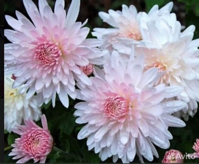 Хризантема корейская, мультифлора