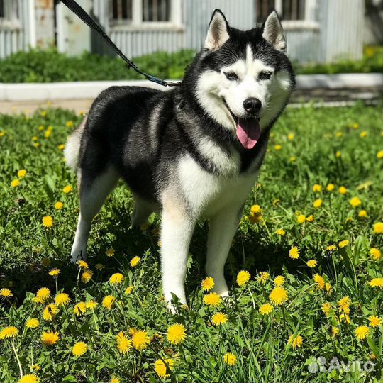 Стрижка кошек и собак