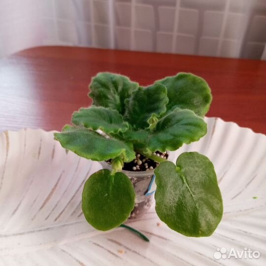 Фиалка KZ- Золотые шары