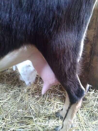 Дойная коза ламанча и козочка