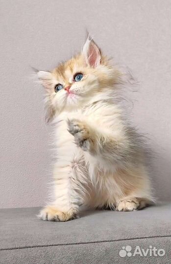 Золотая шиншилла