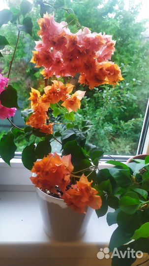 Бугенвиллия сортовая