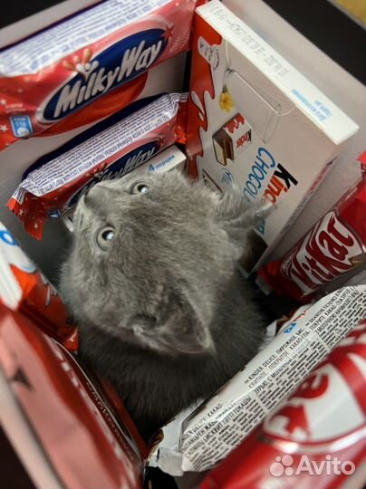 Подарок для девушки