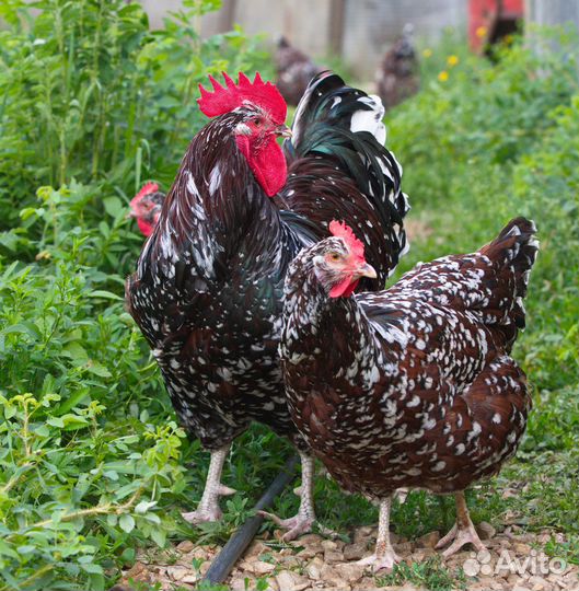 Суссекс парцеляновый 2 мес