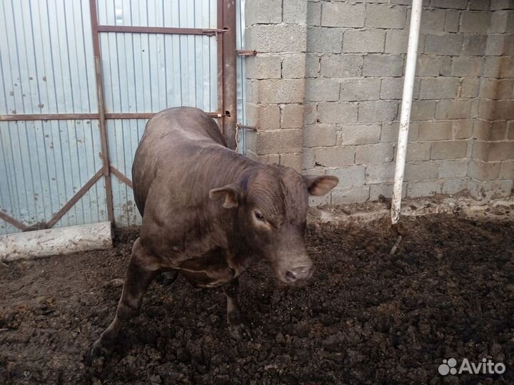 Быки на племя