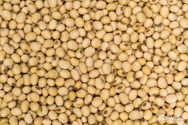 Соя бобы