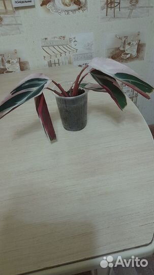 Комнатные цветы Калатея