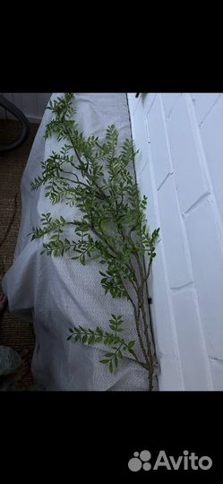 Ветки реалистичные Недерланды