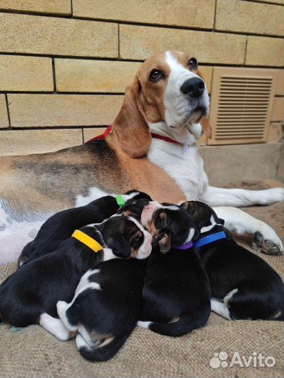 Бронирование щенков Бигля