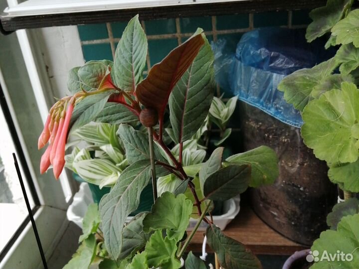 Комнатные растения цветы