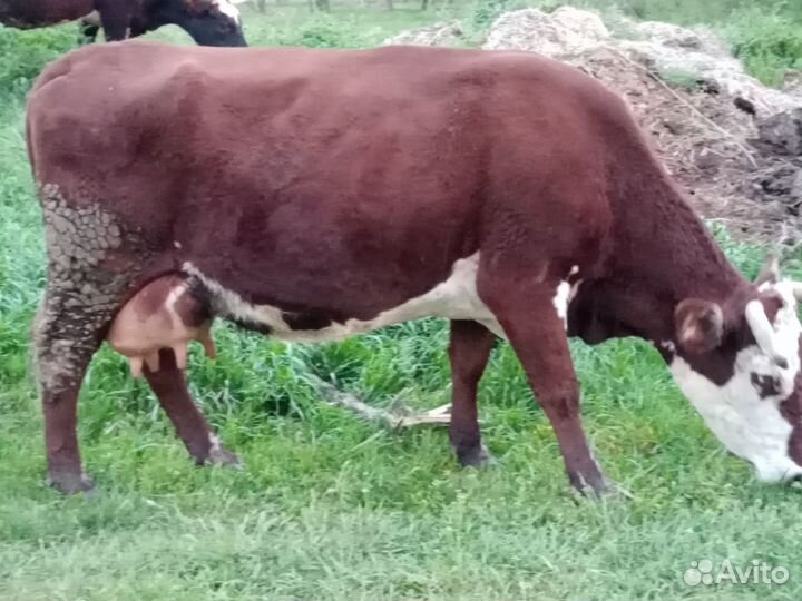 Продаются коровы
