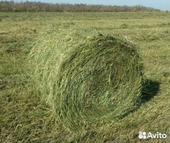 Сено люцерны в рулонах