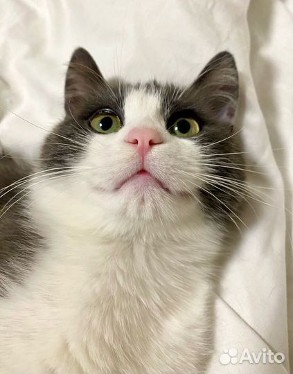 Новый дом для котика