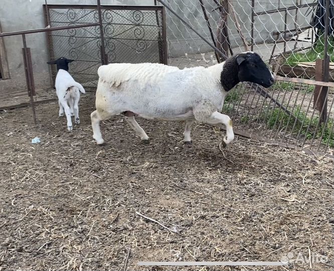 Дорпер (чистые) матки