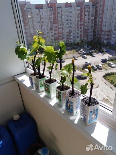 Саженцы винограда сорта 