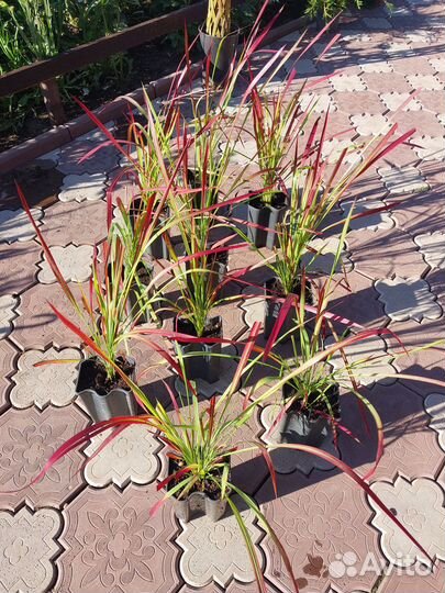 Декоративные растения для сада