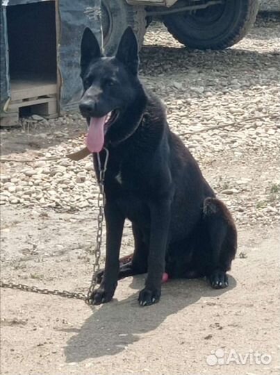 Продаются щенки немецкой овчарки, рождены 28