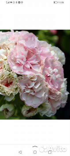 Пеларгония рапунцель