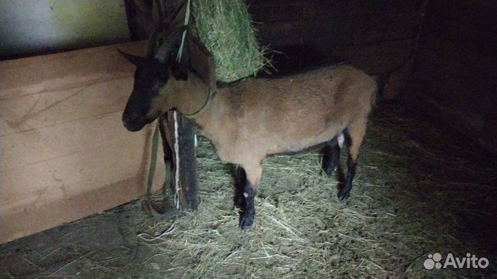 Коза дойная чешская