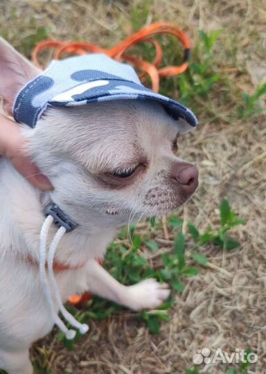 Кепка для собак