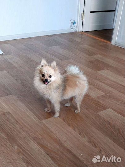 Маленькая собака шпиц